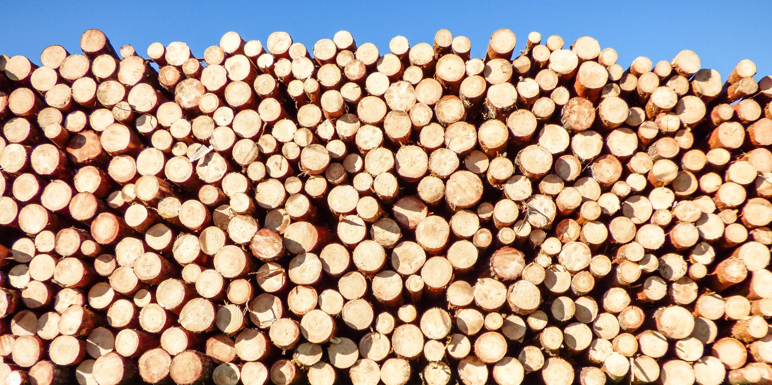 Back to Building Basics: Mass Timber Construction